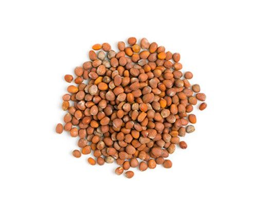 semilla-rabano semilla-rabano