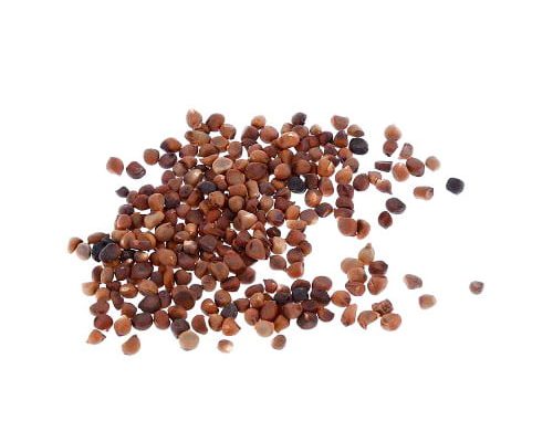 semillas-de-arandano semillas-de-arandano